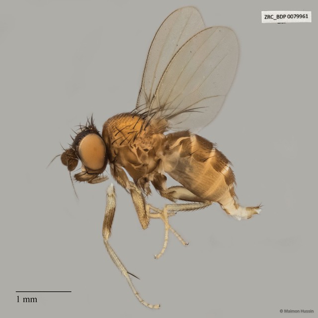 Phyllomyza sp. "ZRCBDP0079866" • © Maimon Hussin • All Rights Reserved
