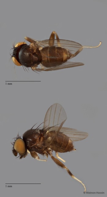 Phyllomyza sp. "ZRCBDP0081041" • © Maimon Hussin • All Rights Reserved