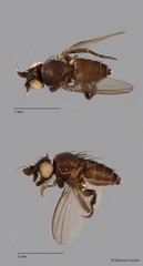 Phyllomyza sp. "ZRCBDP0090573"