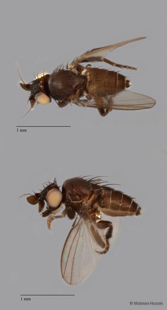 Phyllomyza sp. "ZRCBDP0090573" • © Maimon Hussin • All Rights Reserved