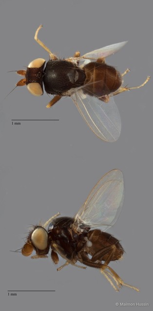Phyllomyza sp. "ZRCBDP0090758" • © Maimon Hussin • All Rights Reserved