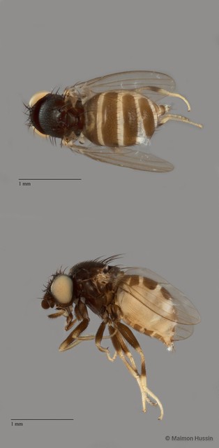 Phyllomyza sp. "ZRCBDP0104531" • © Maimon Hussin • All Rights Reserved