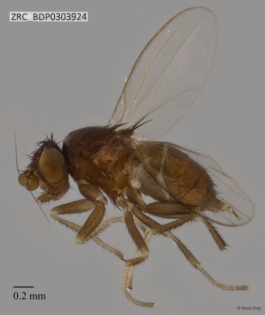 Phyllomyza sp. "ZRCBDP0305444" • © Rene Ong • All Rights Reserved
