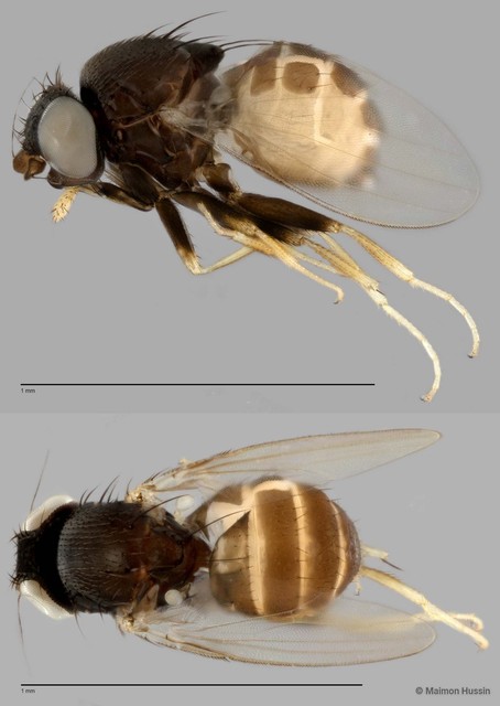 Stomosis sp. "ZRCBDP0025751" • © Maimon Hussin • All Rights Reserved