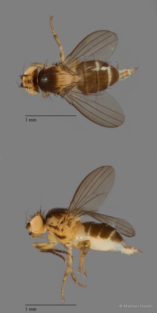 Stomosis sp. "ZRCBDP0104864" • © Maimon Hussin • All Rights Reserved