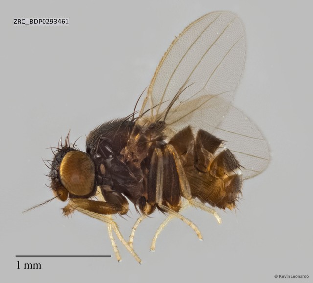 Stomosis sp. "ZRCBDP0293461" • © Kevin Leonardo • All Rights Reserved