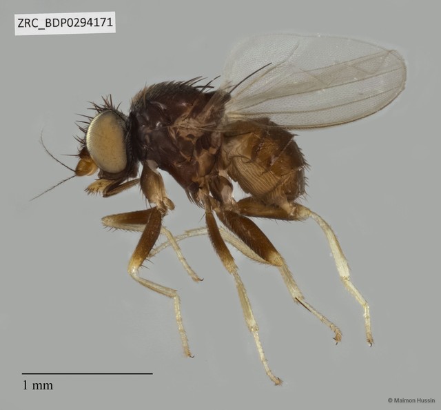 Stomosis sp. "ZRCBDP0294171" • © Maimon Hussin • All Rights Reserved