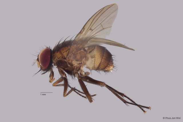 Muscidae sp. "cf. Lasiopelta ZRCBDP0056759" • © Phua Jun Wei • All Rights Reserved