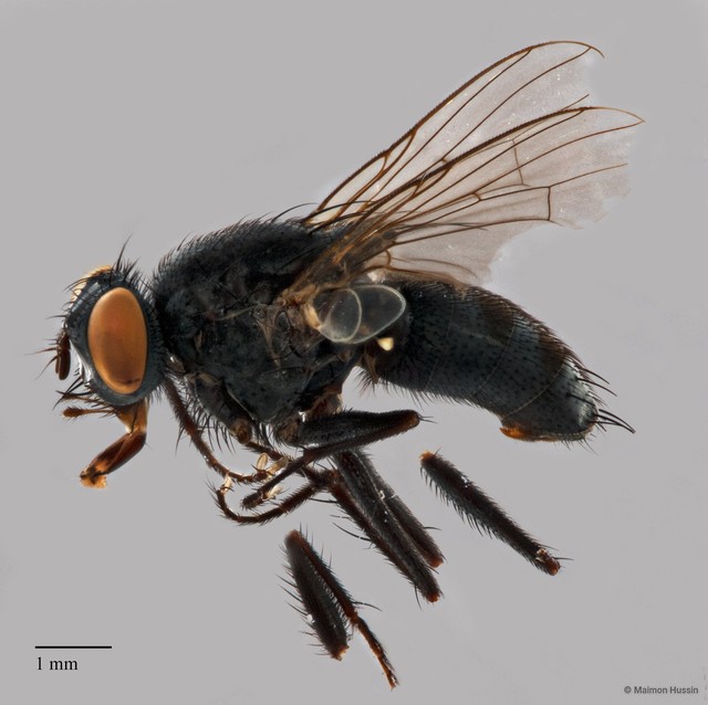 Muscidae sp. "cf. Lispe ZRCBDP0127294" • © Maimon Hussin • All Rights Reserved