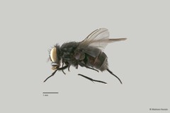Muscidae sp. "ZRCBDP00056683"