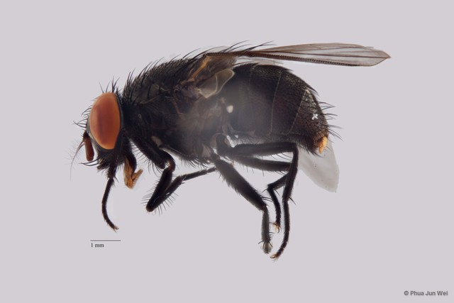Muscidae sp. "ZRCBDP00056683"