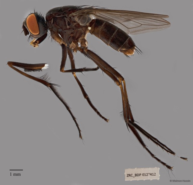 Muscidae sp. "ZRCBDP00126808" • © Maimon Hussin • All Rights Reserved