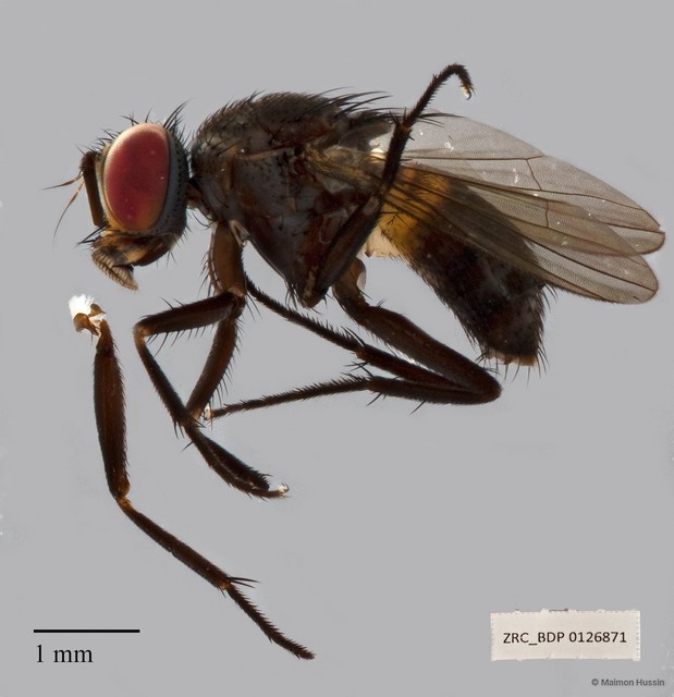 Muscidae sp. "ZRCBDP00126871" • © Maimon Hussin • All Rights Reserved