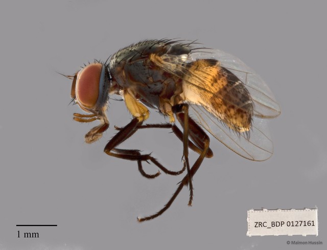 Muscidae sp. "ZRCBDP00127161" • © Maimon Hussin • All Rights Reserved