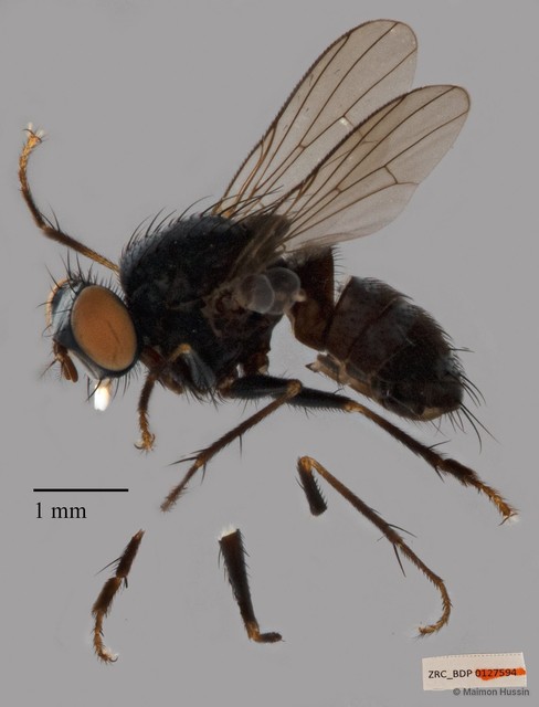 Muscidae sp. "ZRCBDP00127594" • © Maimon Hussin • All Rights Reserved