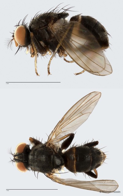 Muscidae sp. "ZRCBDP0020035" • © Maimon Hussin • All Rights Reserved