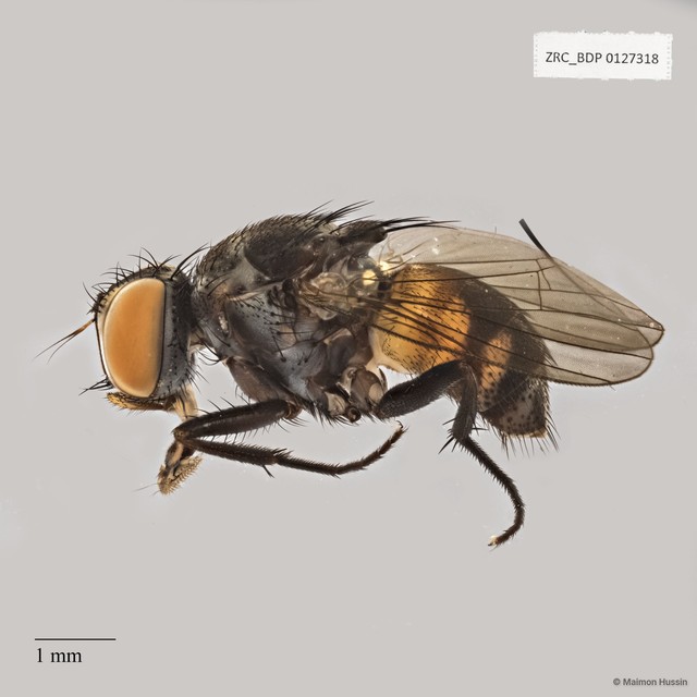 Muscidae sp. "ZRCBDP0021441"