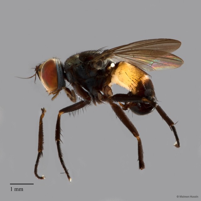 Muscidae sp. "ZRCBDP0021441" • © Maimon Hussin • All Rights Reserved