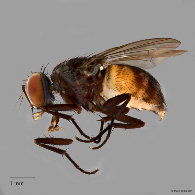 Muscidae sp. "ZRCBDP0021441"