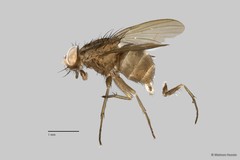 Muscidae sp. "ZRCBDP0025362" • © Maimon Hussin • All Rights Reserved