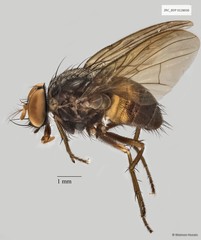 Muscidae sp. "ZRCBDP0025362" • © Maimon Hussin • All Rights Reserved