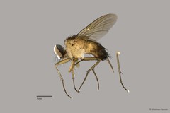 Muscidae sp. "ZRCBDP0063484" • © Maimon Hussin • All Rights Reserved