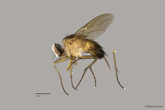 Muscidae sp. "ZRCBDP0063484" • © Maimon Hussin • All Rights Reserved