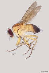 Muscidae sp. "ZRCBDP0063484" • © Phua Jun Wei • All Rights Reserved