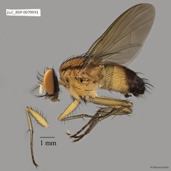Muscidae sp. "ZRCBDP0063484" • © Maimon Hussin • All Rights Reserved