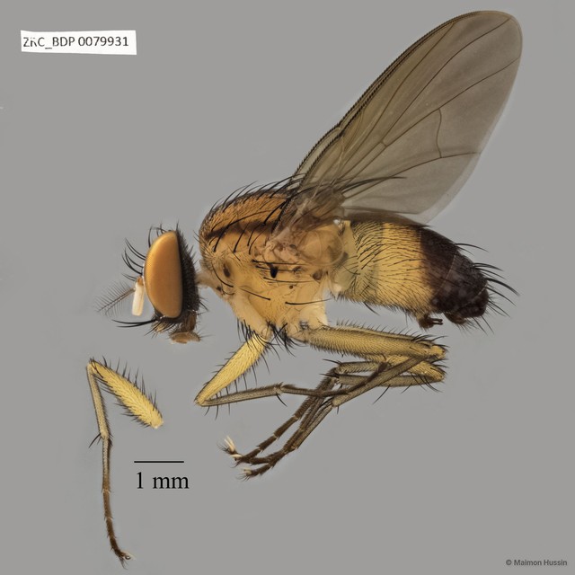 Muscidae sp. "ZRCBDP0063484"