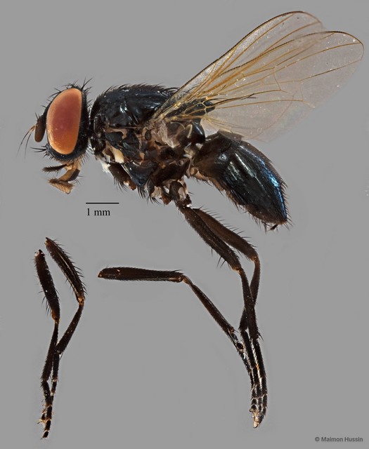 Muscidae sp. "ZRCBDP0077268" • © Maimon Hussin • All Rights Reserved