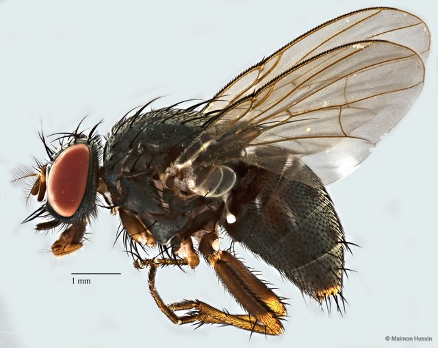 Muscidae sp. "ZRCBDP0077760" • © Maimon Hussin • All Rights Reserved