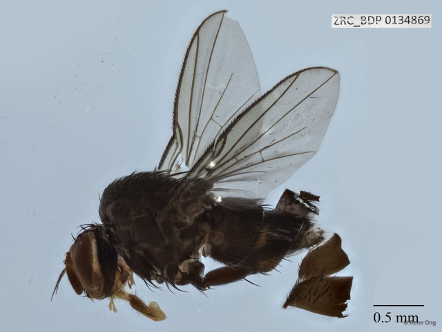 Muscidae sp. "ZRCBDP0089907" • © Rene Ong • All Rights Reserved