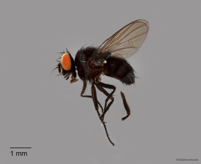 Muscidae sp. "ZRCBDP0125869" • © Maimon Hussin • All Rights Reserved