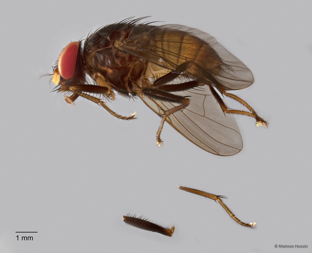 Muscidae sp. "ZRCBDP0126775" • © Maimon Hussin • All Rights Reserved