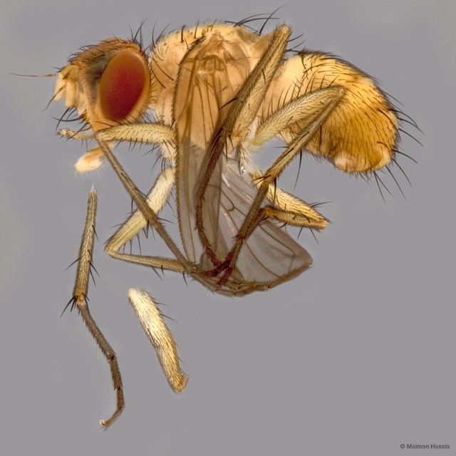 Muscidae sp. "ZRCBDP0127129" • © Maimon Hussin • All Rights Reserved