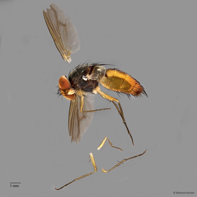 Muscidae sp. "ZRCBDP0127182" • © Maimon Hussin • All Rights Reserved