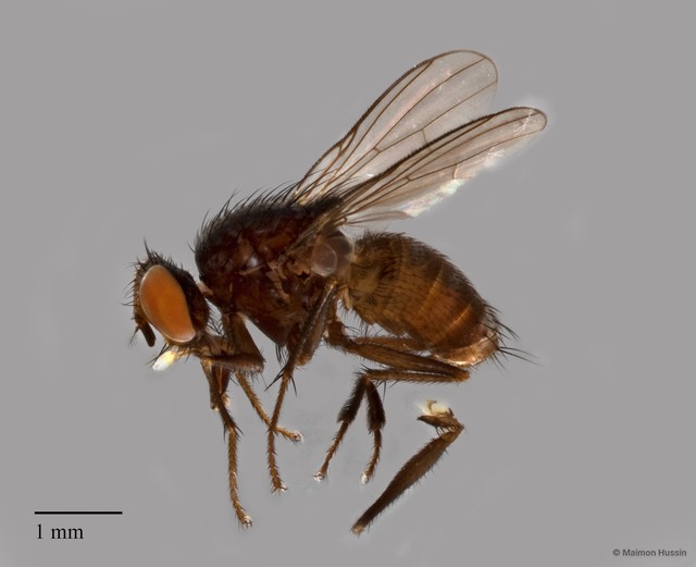 Muscidae sp. "ZRCBDP0127481" • © Maimon Hussin • All Rights Reserved