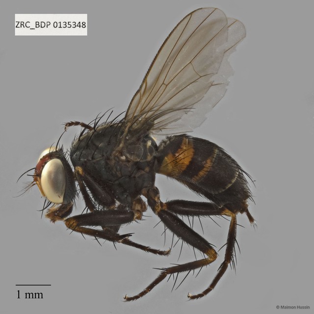 Muscidae sp. "ZRCBDP0135348" • © Maimon Hussin • All Rights Reserved