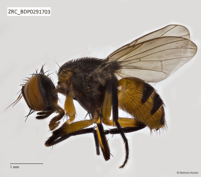 Muscidae sp. "ZRCBDP0291703" • © Maimon Hussin • All Rights Reserved