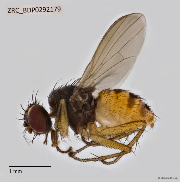 Muscidae sp. "ZRCBDP0292876" • © Maimon Hussin • All Rights Reserved
