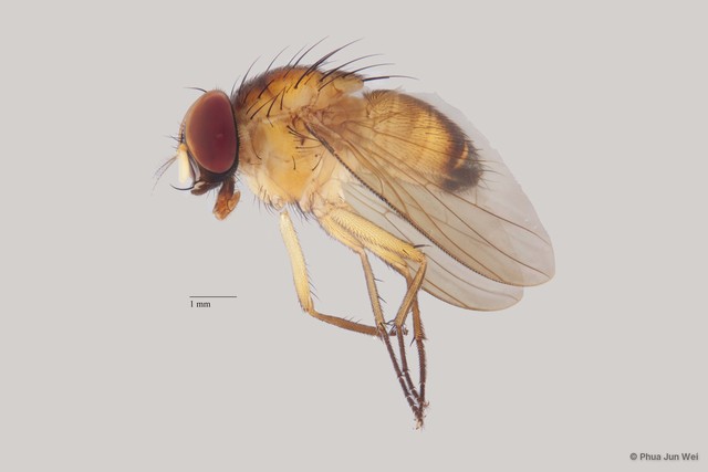 Dichaetomyia sp. "ZRCBDP00025360" • © Phua Jun Wei • All Rights Reserved