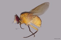 Dichaetomyia sp. "ZRCBDP00056160" • © Phua Jun Wei • All Rights Reserved
