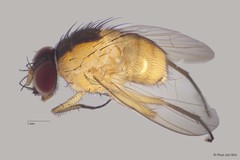Dichaetomyia sp. "ZRCBDP00056160" • © Phua Jun Wei • All Rights Reserved