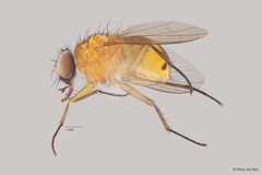 Dichaetomyia sp. "ZRCBDP00056160" • © Phua Jun Wei • All Rights Reserved