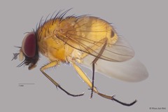 Dichaetomyia sp. "ZRCBDP00056160" • © Phua Jun Wei • All Rights Reserved