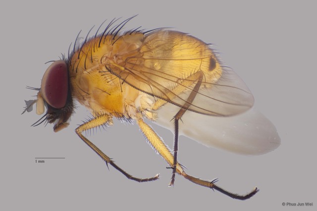 Dichaetomyia sp. "ZRCBDP00056160"