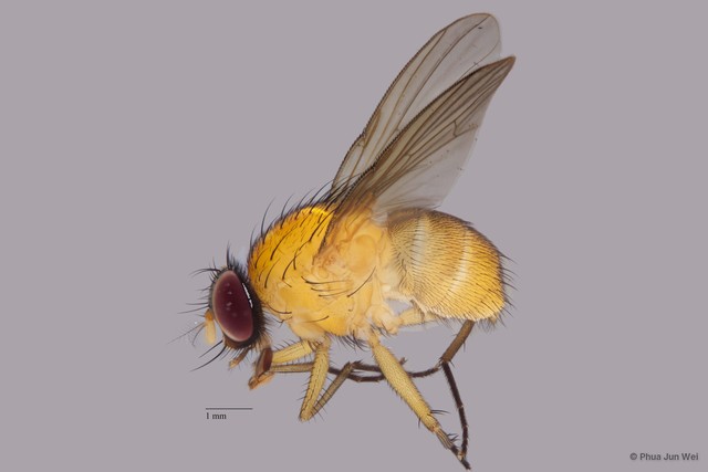 Dichaetomyia sp. "ZRCBDP00056572" • © Phua Jun Wei • All Rights Reserved