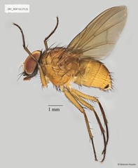 Dichaetomyia sp. "ZRCBDP0017852"