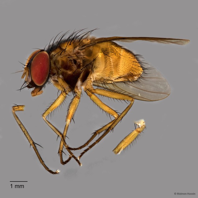Dichaetomyia sp. "ZRCBDP0020052" • © Maimon Hussin • All Rights Reserved